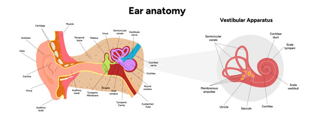 Inner Ear structure and function anatomy. Human ear vestibular system