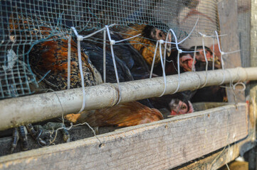 a free-range chicken raised in a chicken coop with black feathers with a little red color along the neck © Alkhairyshop