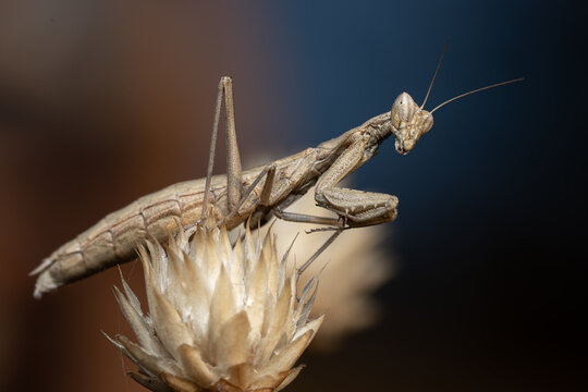 praying mantis ameles decolor sits on a dry flower