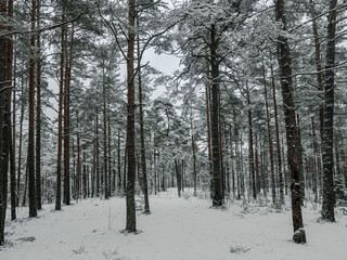 Forest in Estonia, covered with snow. Winter seasonal landscape