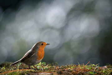 Robin Bird (Erithacus rubecula) resting on the ground with a blurred bokeh background. Cose-up detail photo