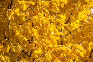 Bight yellow leaves of a Ginko tree on a sunny fall day, as a nature background
