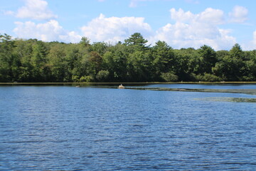 lake in the forest