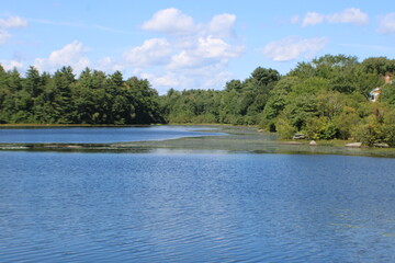 lake and forest