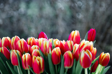 Close-up of red tulips blooming in garden perfect for greeting card taken in spring