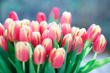 Close-up red tulip bouquet in spring bloom outdoor nature garden March day
