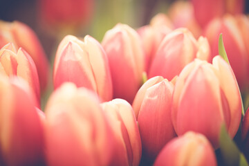 Red tulip bloom close-up in spring garden abstract botanical background