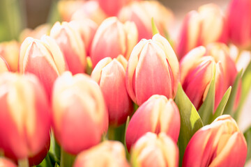 Close-up of vibrant red tulip in bloom captured in March outdoors in a garden