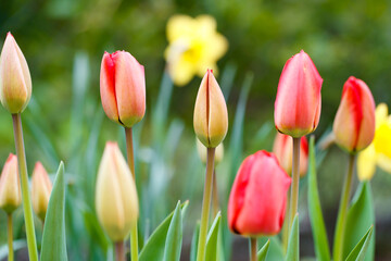 Red tulip blooming in springtime garden
