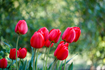 Vibrant red tulip blooming in garden during spring April - perfect Mother's Day flora