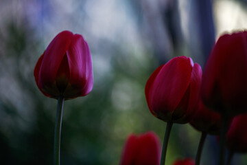 April's blooming red tulip outdoor nature celebration for Mother's Day garden