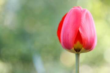 Close-up April red tulip bloom celebrating Mother's Day in natural springtime garden