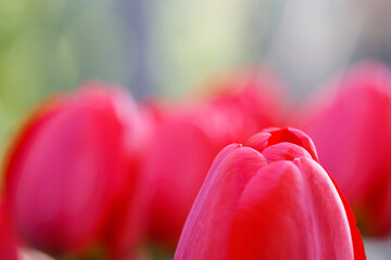 Aprils vivid Mother's Day tulip bloom close-up