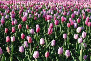 Vibrant blooming tulip in springtime captured outdoors in Prater park