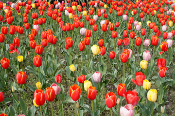Vibrant red tulips in lush spring park