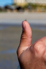 A tiny sea snail on a thumb of a person.