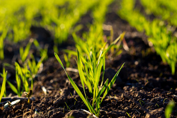 Sowing winter wheat. Sprout in the soil. Wheat sprout close-up.