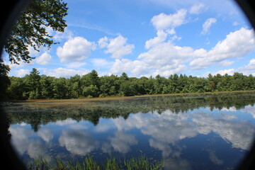 Fototapeta premium lake in the forest