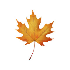 Fototapeta premium illustration of a vibrant maple leaf in autumn hues, isolated on a transparent or white background.