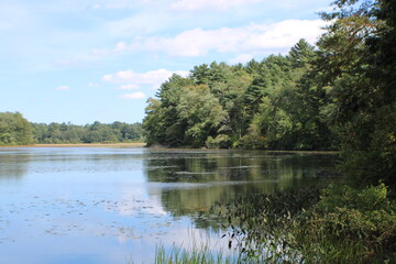 lake in the forest