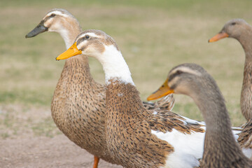 Group of ducks standing together in a grassy area. 