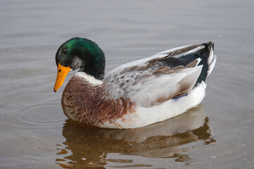 Male mallard duck swimming in a calm lake.