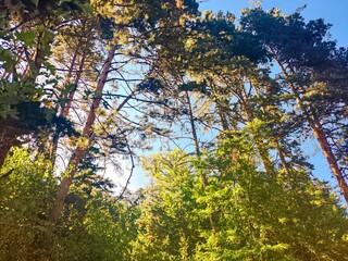 Forest in Borjomi. Pines, deciduous trees and sky