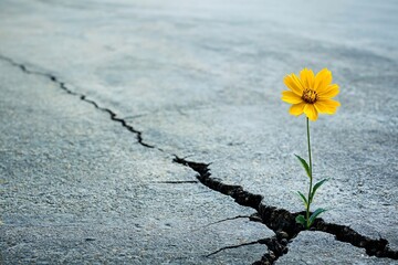 Resilience: A Yellow Flower Thriving Through a Crack in the Concrete