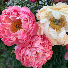 Spring peonies © Elena Fracchia