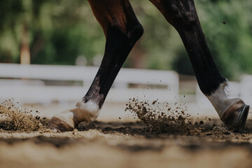 Dynamic close-up of a horse's hooves capturing the energy and motion as dust flies. Perfect for...