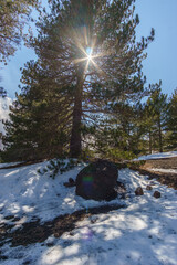 Volcanic landscape of Mount Etna at Monti Sartorius with lava bomb in front of birch tree and snow...