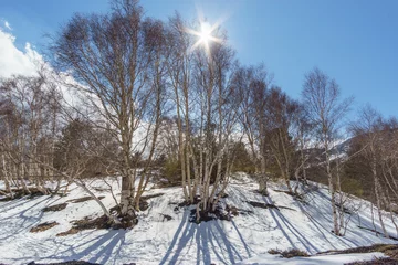 Gardinen Volcanic landscape of Mount Etna at Monti Sartorius with birch trees and snow during winter time, Catania, Sicily, Italy © Sebastian
