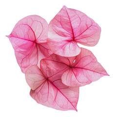 Obraz premium PNG Delicate pink leaves with stunning veining pattern