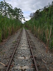 Obraz premium Carrilera: muerte lenta del ferrocarril