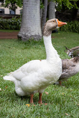 White Goose on the Grass and Grey Female on Background 