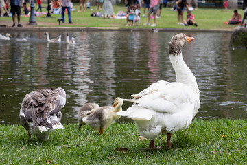 Geese Close to the Pond