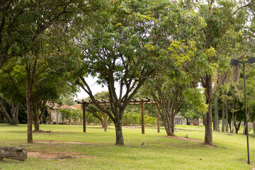trees in the park