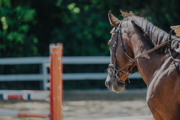 A graceful brown horse, equipped with a bridle, stands ready for an equestrian event in a sunlit...