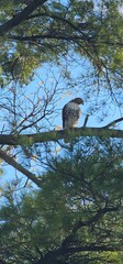 spotted Hawk 