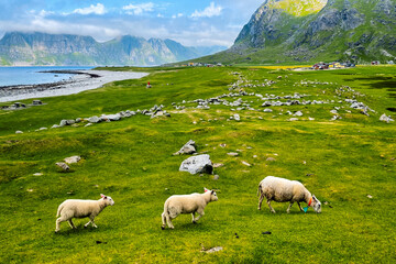 Obraz premium sheep in the mountains