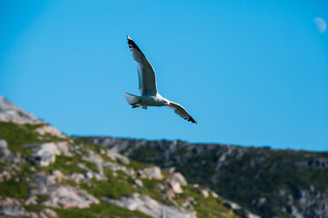 seagull in flight