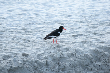 bird on the beach 