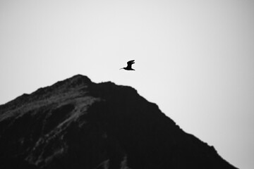 Fototapeta premium flying bird
