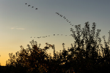 Autumn Goose Migration
