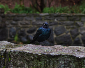 Brewer's Blackbird