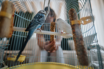 A pair of parakeets perch in a birdcage, engaging with a nourishing snack under soft natural light....