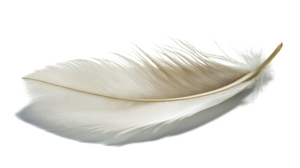 Obraz premium White animal feather transparent background