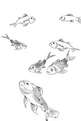 set of fish
