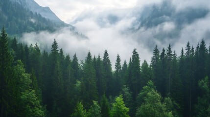Fototapeta premium Misty Mountain Forest Landscape