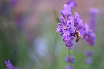 a bee sitting on a lavender flower in summer